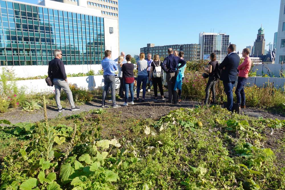 fotoreportage rotterdamse daken