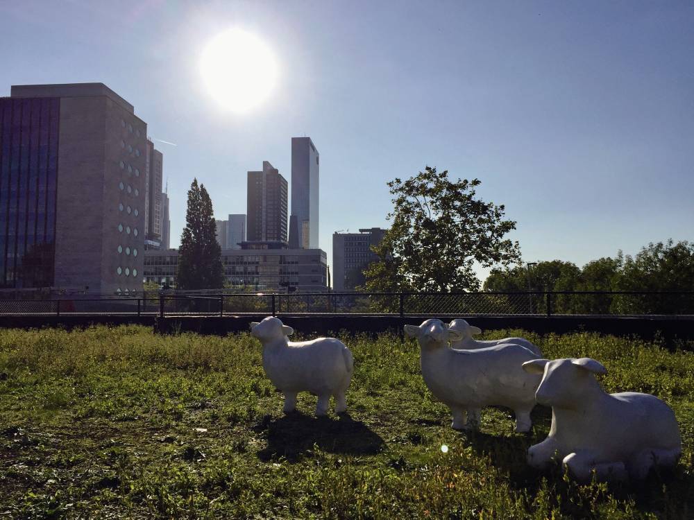 fotoreportage rotterdamse daken